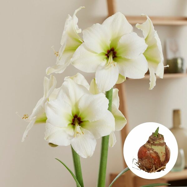 Amaryllis 'XXL', weiß ansehen!