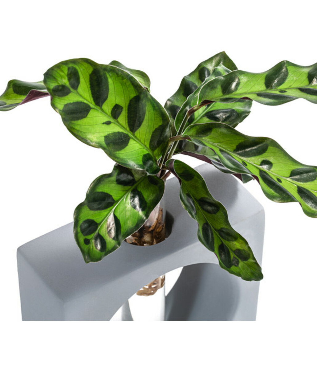 Bild 2 von Waterplant Korbmarante Manilla im Reagenzglas - Calathea insigne