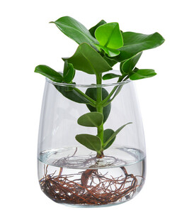Waterplant Balsamapfel Kingston im Glas - Clusia rosea 'Princess'