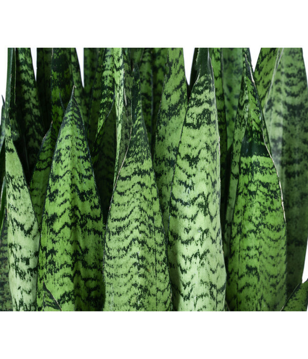 Bild 2 von Bogenhanf - Sansevieria zeylanica, Hydrokultur