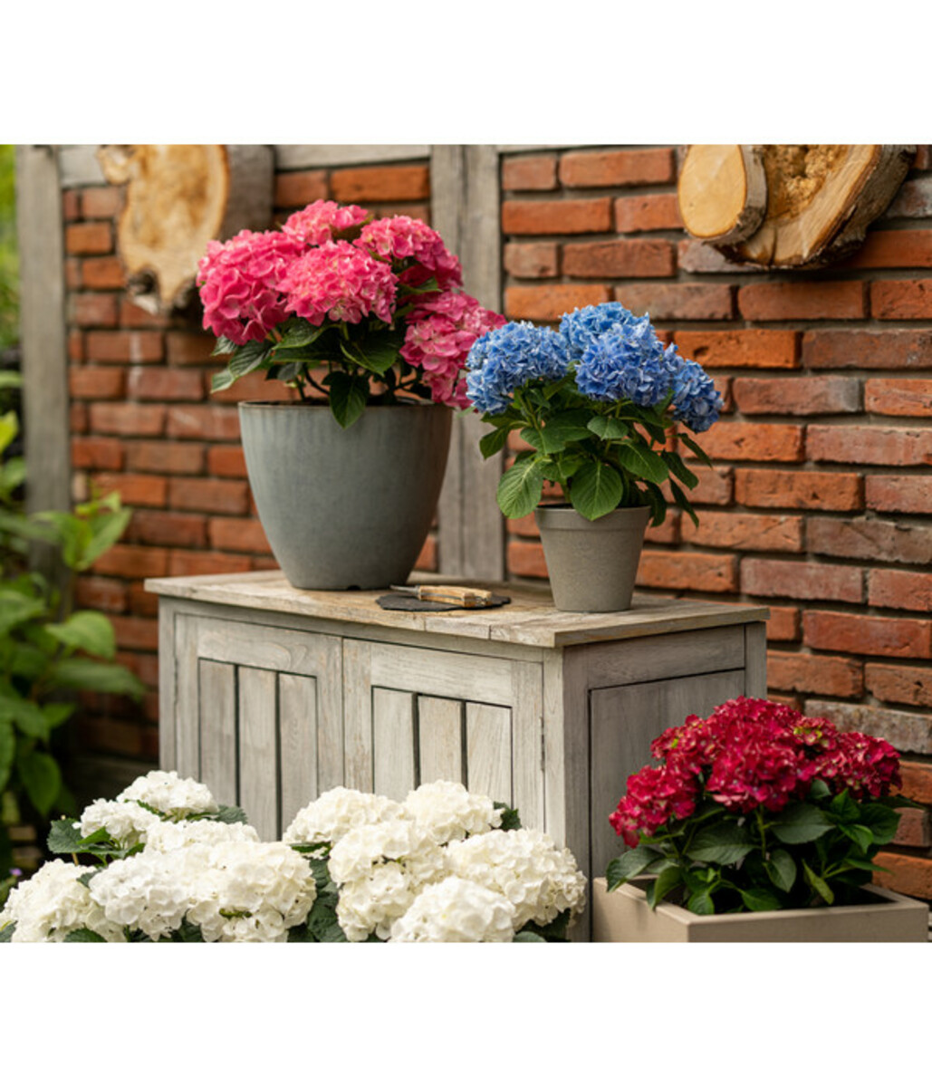 Bild 2 von Endless Summer Hortensienerde, Rot/Weiß, 3 x 20 l