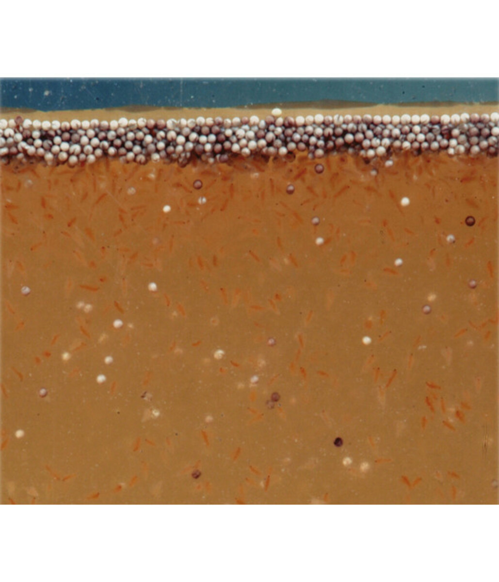 Bild 4 von JBL Fischfutter ArtemioPur Artemia-Eier, 40 ml