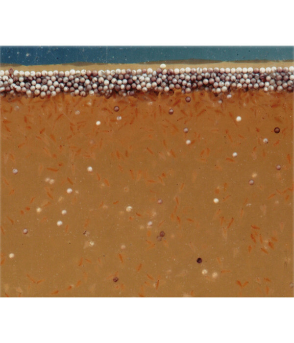 Bild 4 von JBL Fischfutter ArtemioPur Artemia-Eier, 40 ml