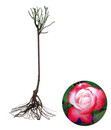Bild 2 von Edelrose 'Nostalgie®', Stämmchen