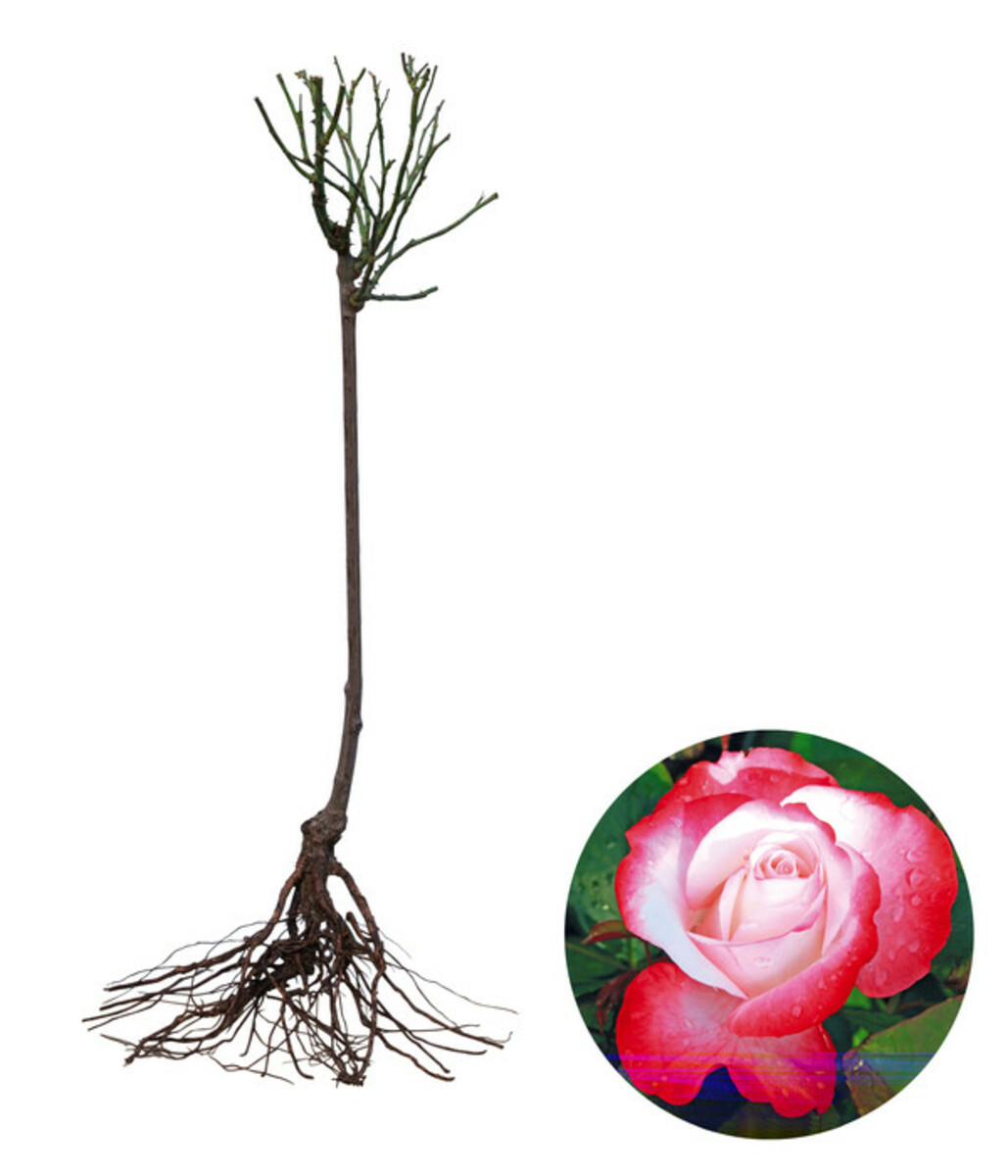 Bild 2 von Edelrose 'Nostalgie®', Stämmchen