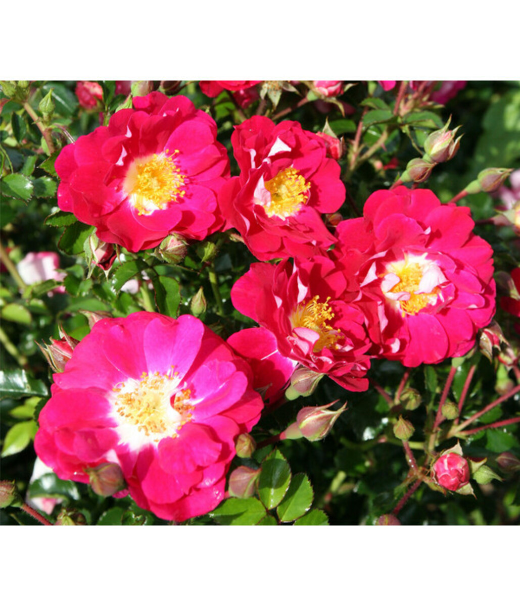 Bild 1 von Bodendeckerrose 'Lipstick®', 3er-Set
