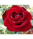Bild 1 von Edelrose 'Marlene®', Stämmchen