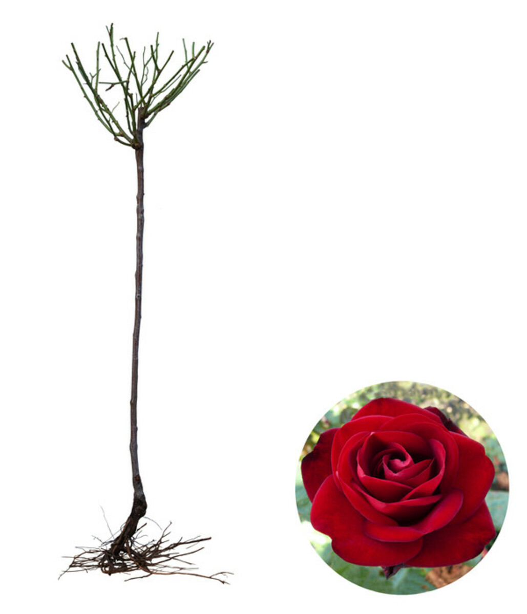 Bild 2 von Edelrose 'Marlene®', Stämmchen