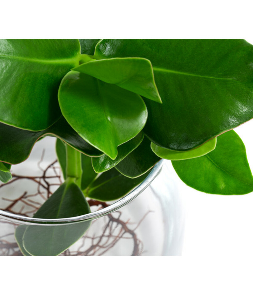 Bild 2 von Waterplant Balsamapfel Kingston im Glas - Clusia rosea 'Princess'