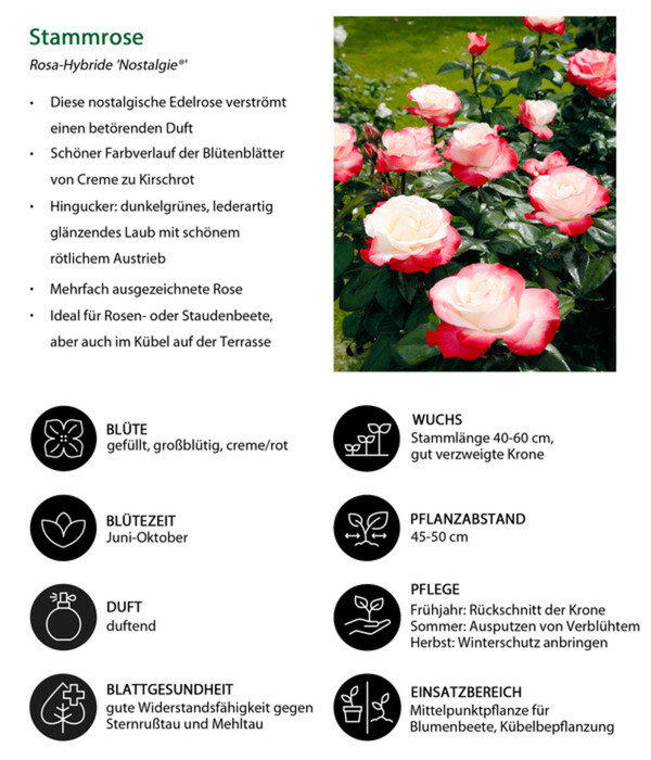 Bild 3 von Edelrose 'Nostalgie®', Stämmchen