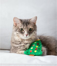 Bild 3 von Dehner Lieblinge Katzenspielzeug Christmas Tree, ca. B7/H12/T1,5 cm