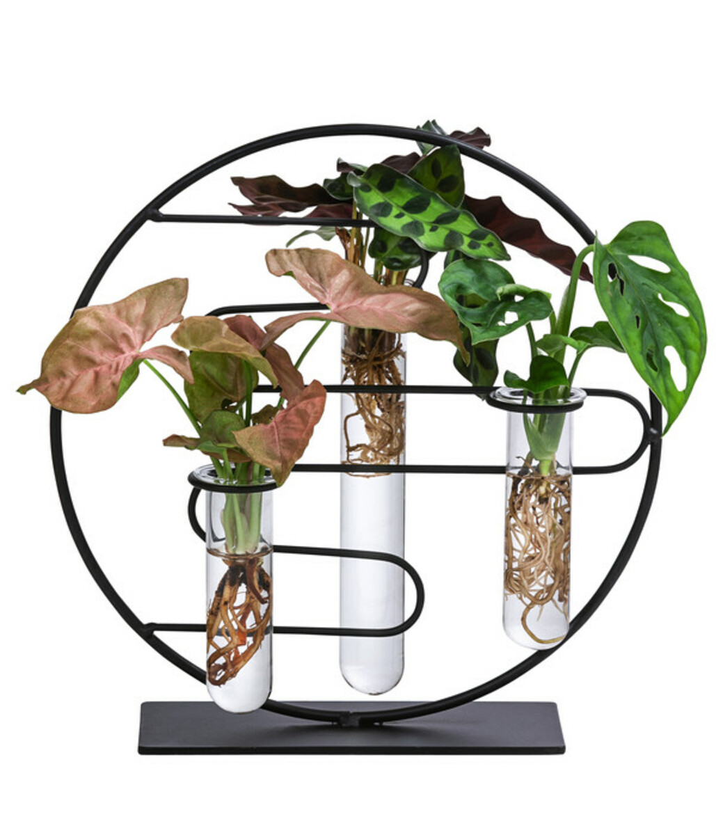 Bild 1 von Waterplant-Set Dubai in Reagenzgläsern, 3-teilig