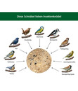 Bild 4 von Dehner Natura Wildvogelfutter Insekten-Knödel im Karton, ohne Netz, 100 Stk.