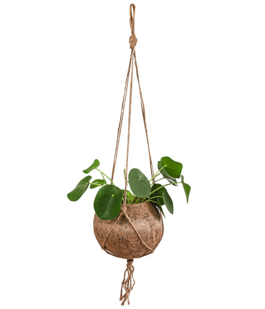Bild 1 von Kokodama-Ampel Glückstaler - Pilea peperomioides