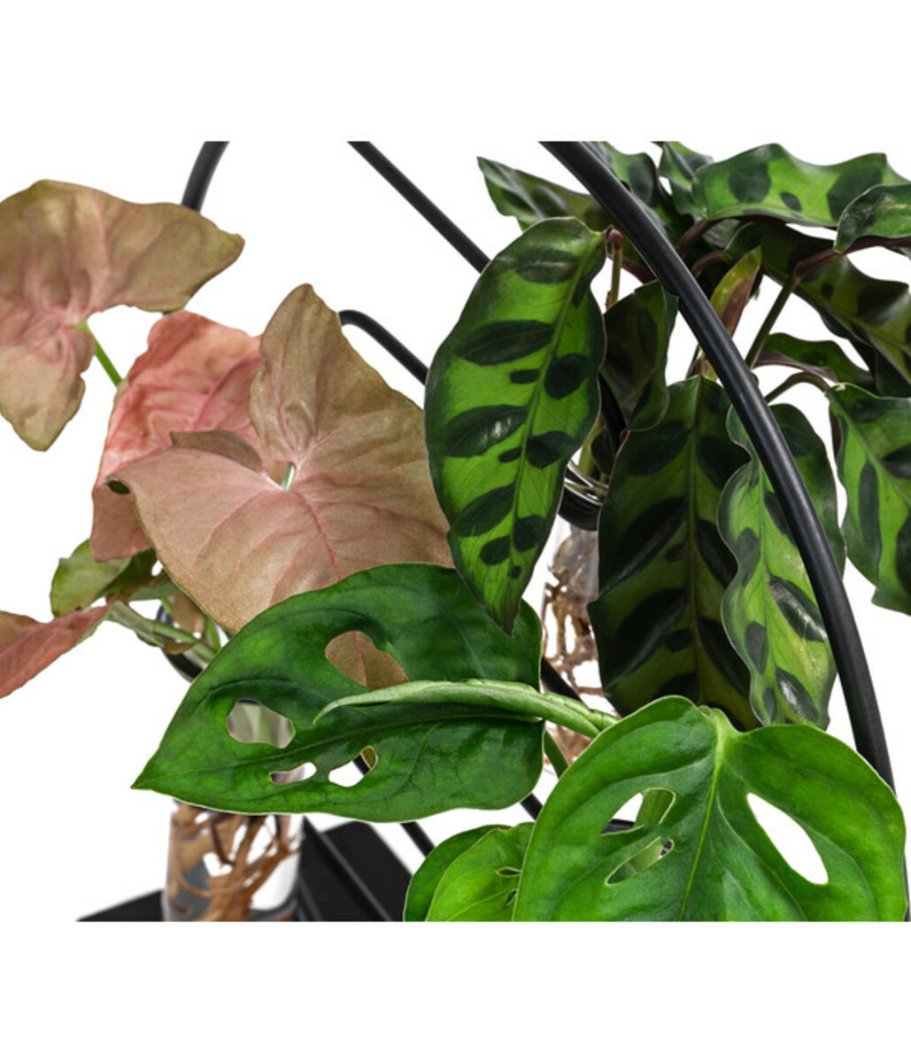 Bild 2 von Waterplant-Set Dubai in Reagenzgläsern, 3-teilig