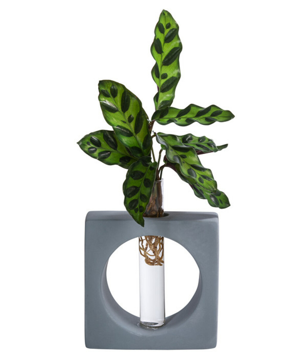 Bild 1 von Waterplant Korbmarante Manilla im Reagenzglas - Calathea insigne