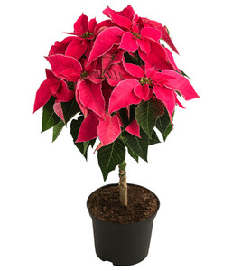 Weihnachtsstern - Euphorbia pulcherrima 'Princettia®', Stämmchen