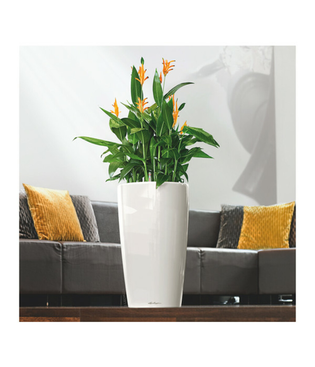 Bild 3 von LECHUZA® RONDO, All-in-One-Set