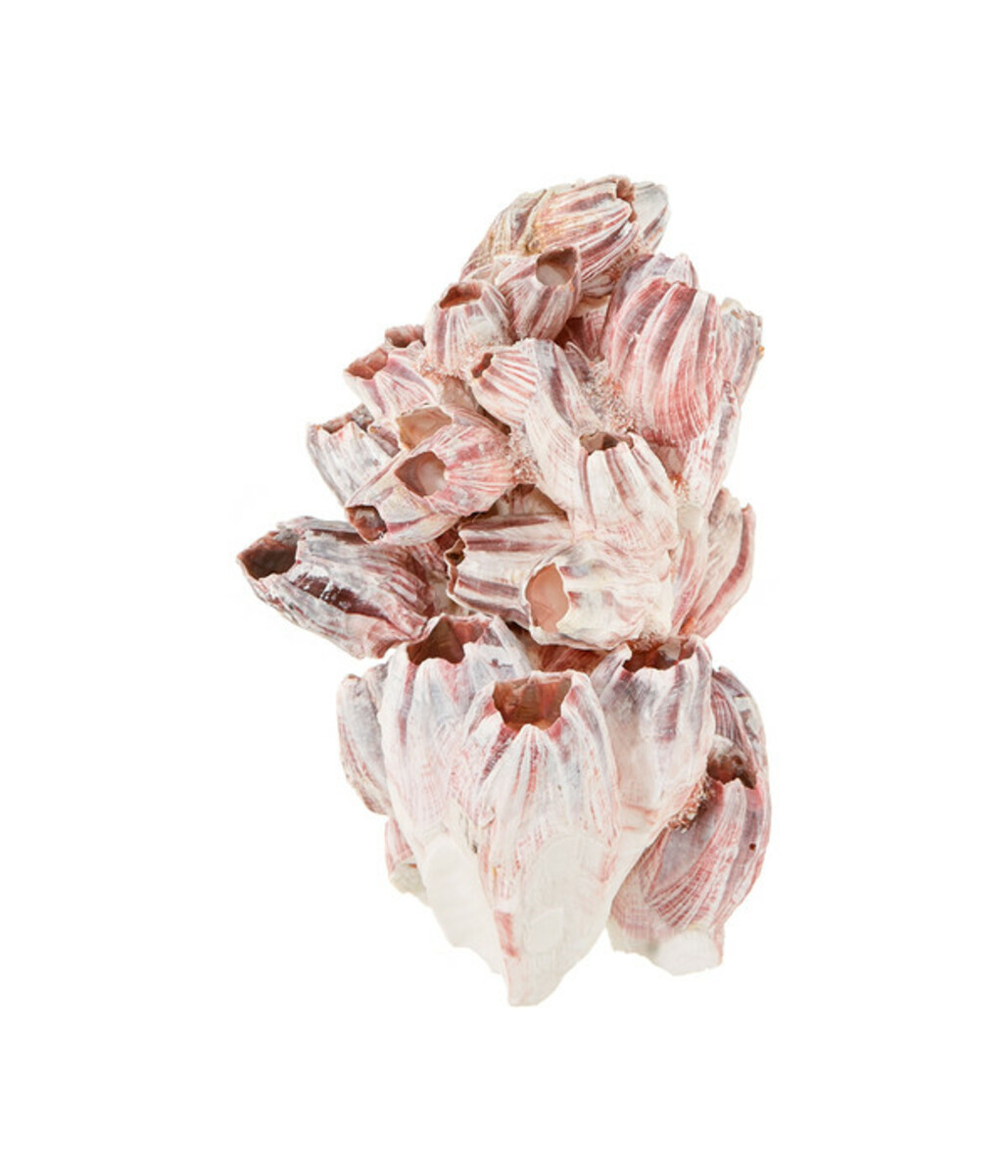 Bild 1 von Orbit Aquarium-Dekoration Barnacle