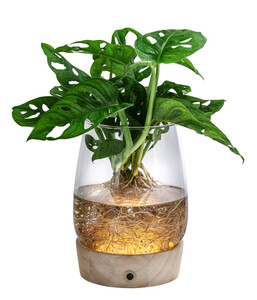 Waterplant Fensterblatt Kingston im Glas - Monstera adansonii, mit LED