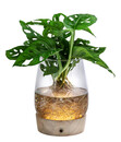 Bild 1 von Waterplant Fensterblatt Kingston im Glas - Monstera adansonii, mit LED