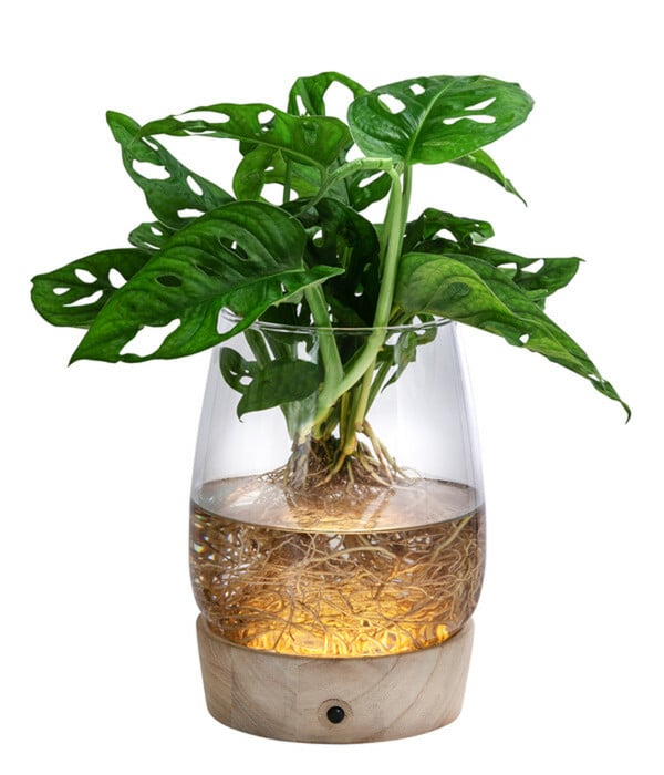 Bild 1 von Waterplant Fensterblatt Kingston im Glas - Monstera adansonii, mit LED