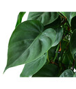 Bild 3 von Baumfreund - Philodendron scandens am Moosstab, Hydrokultur