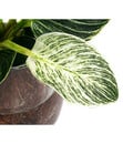 Bild 2 von Waterplant Baumfreund Kingston im Glas - Philodendron 'White Wave'