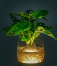 Bild 2 von Waterplant Fensterblatt Kingston im Glas - Monstera adansonii, mit LED