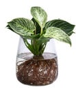 Bild 1 von Waterplant Baumfreund Kingston im Glas - Philodendron 'White Wave'