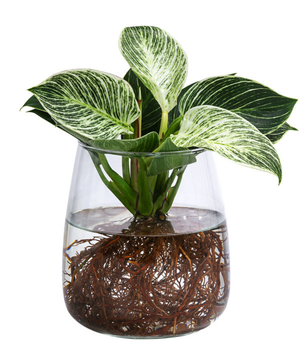 Bild 1 von Waterplant Baumfreund Kingston im Glas - Philodendron 'White Wave'