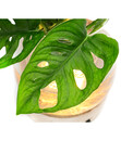 Bild 3 von Waterplant Fensterblatt Kingston im Glas - Monstera adansonii, mit LED