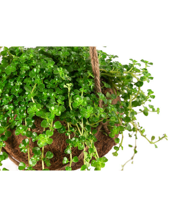 Bild 2 von Kokodama-Ampel Kanonierblume - Pilea depressa