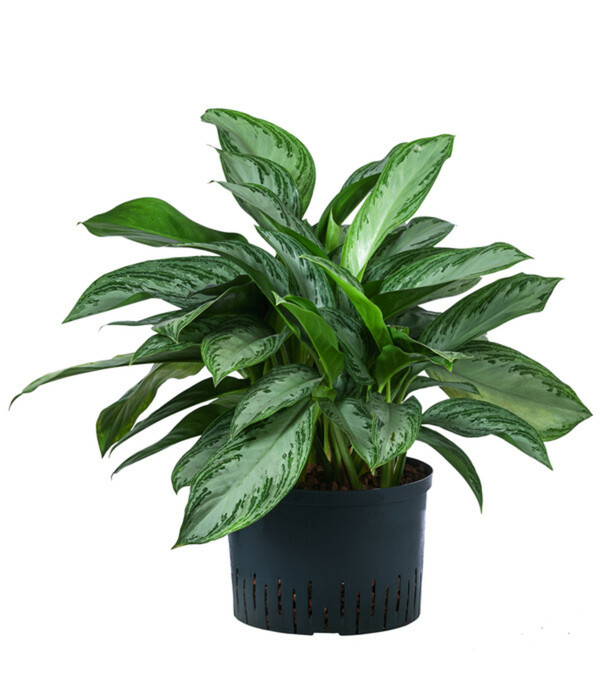Kolbenfaden Aglaonema commutatum 'Silver Bay', Hydrokultur von Dehner