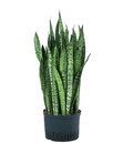 Bild 1 von Bogenhanf - Sansevieria zeylanica, Hydrokultur