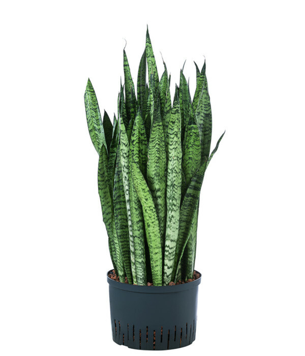 Bild 1 von Bogenhanf - Sansevieria zeylanica, Hydrokultur