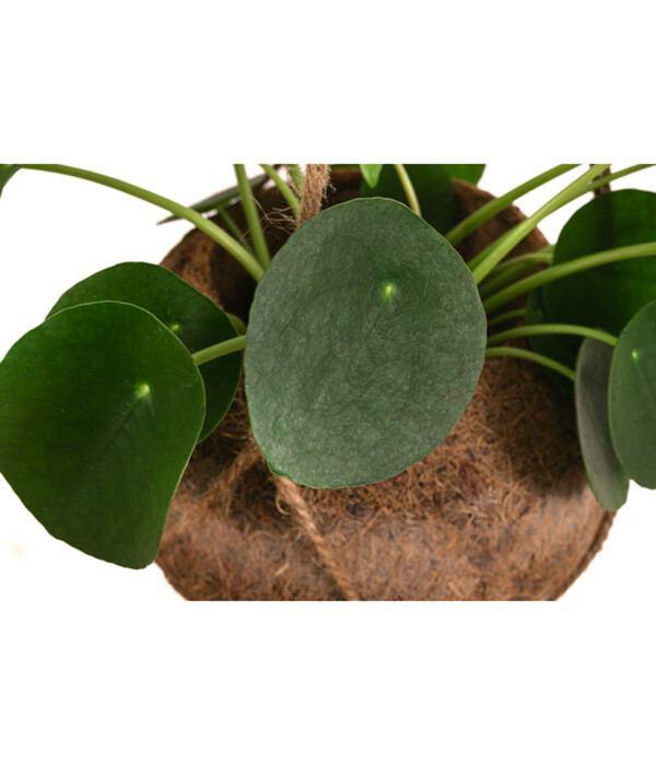 Bild 2 von Kokodama-Ampel Glückstaler - Pilea peperomioides