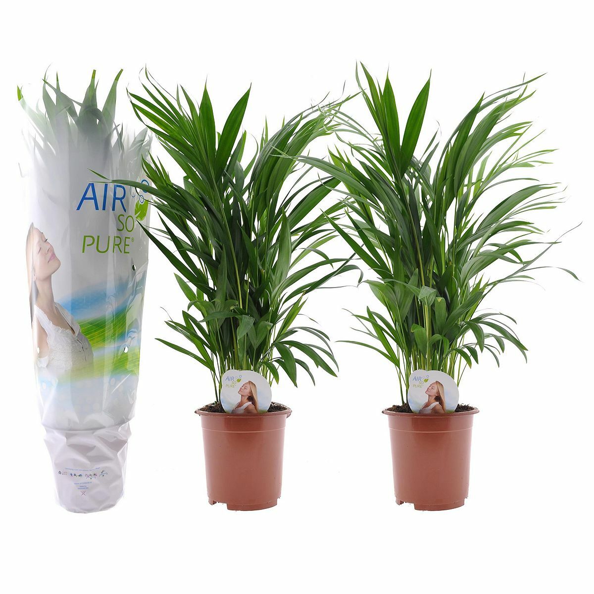 Bild 1 von ROOTZ PLANTS 2 Dypsis Lutescens Areca Palmen Topf Ø 17cm Höhe ca. 60-70cm