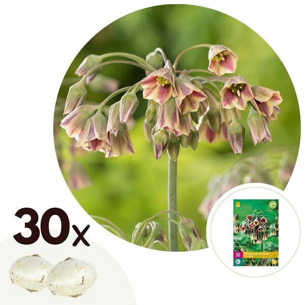 Bild 1 von ROOTZ PLANTS Blumenzwiebeln Nectaroscordum Siculum Allium 30 Zwiebeln