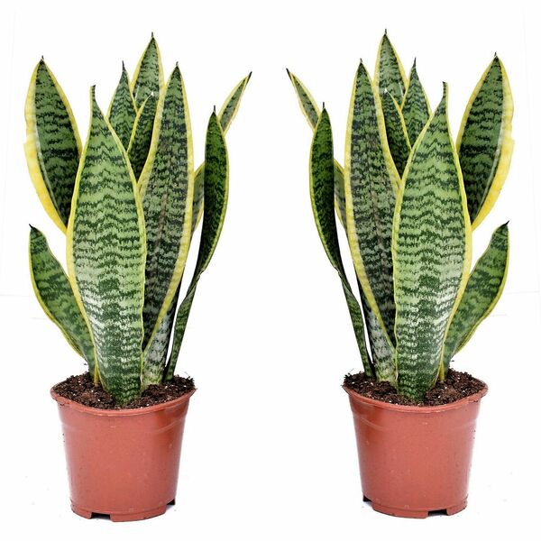 Bild 1 von ROOTZ PLANTS 2 Sansevieria Futura Superba Topf Ø 12cm Höhe ca. 35-40cm