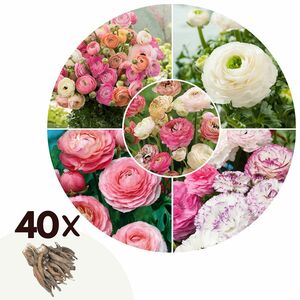 ROOTZ PLANTS Blumenzwiebeln Ranunkeln Pastel-Mix 40 Zwiebeln