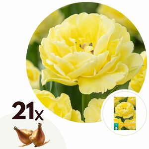 ROOTZ PLANTS Blumenzwiebeln Tulpen Avant Garde 21 Zwiebeln