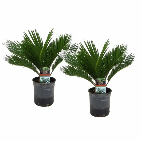 Bild 1 von ROOTZ PLANTS Sagopalme Cycas revoluta Topfgröße Ø 15cm 2 Pflanzen