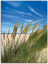 Bild 1 von Artland Wandbild "Blühendes Strandgras", Strand, (1 St.), als Alubild, Leinwandbild, Wandaufkleber oder Poster in versch. Größen