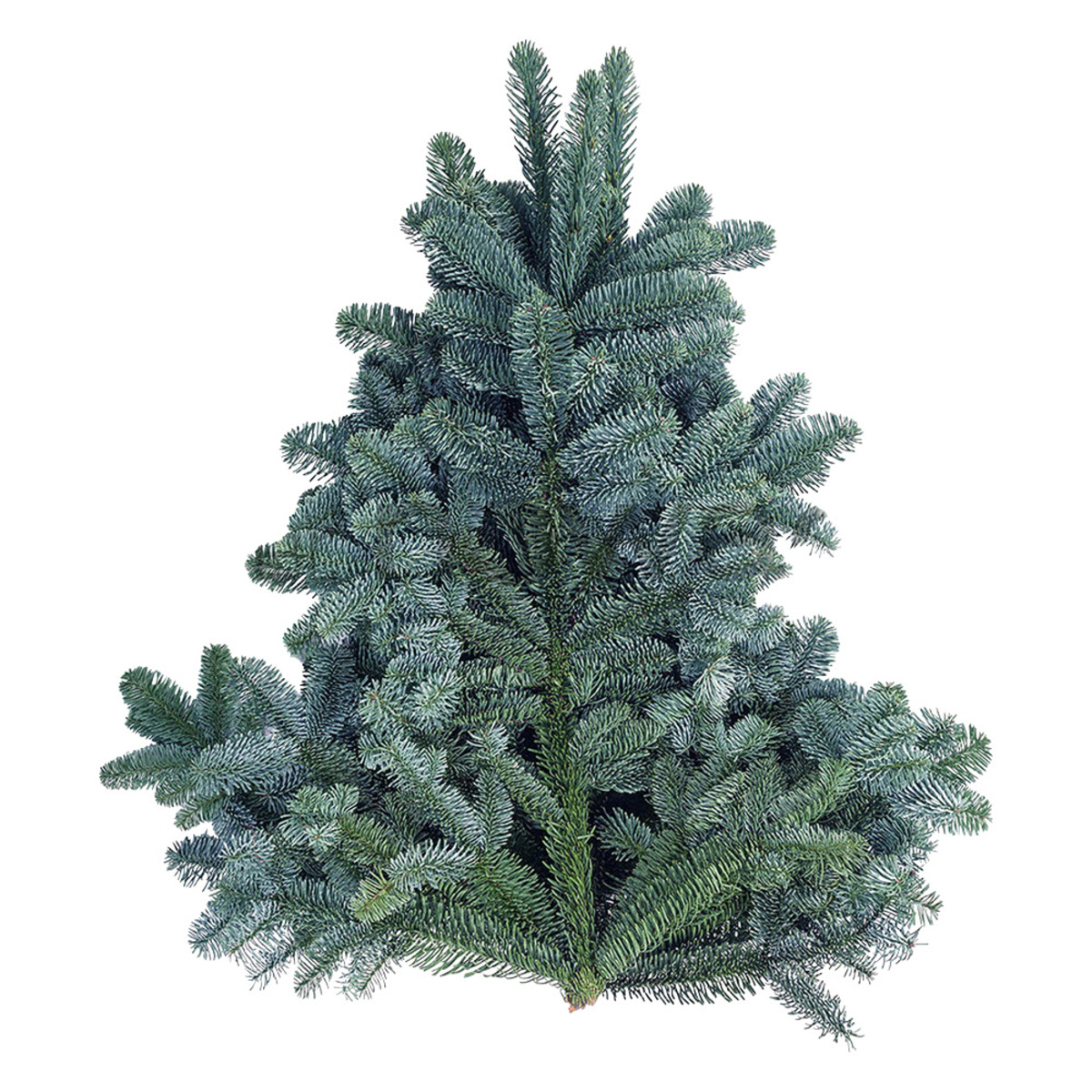 Bild 1 von Nobilistanne Bund Frisch aus einer norddeutschen Schonung!