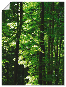 Artland Wandbild "Im Buchenwald", Wald, (1 St.), als Alubild, Leinwandbild, Wandaufkleber oder Poster in versch. Größen