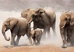 Papermoon Fototapete "Elephan Herd"