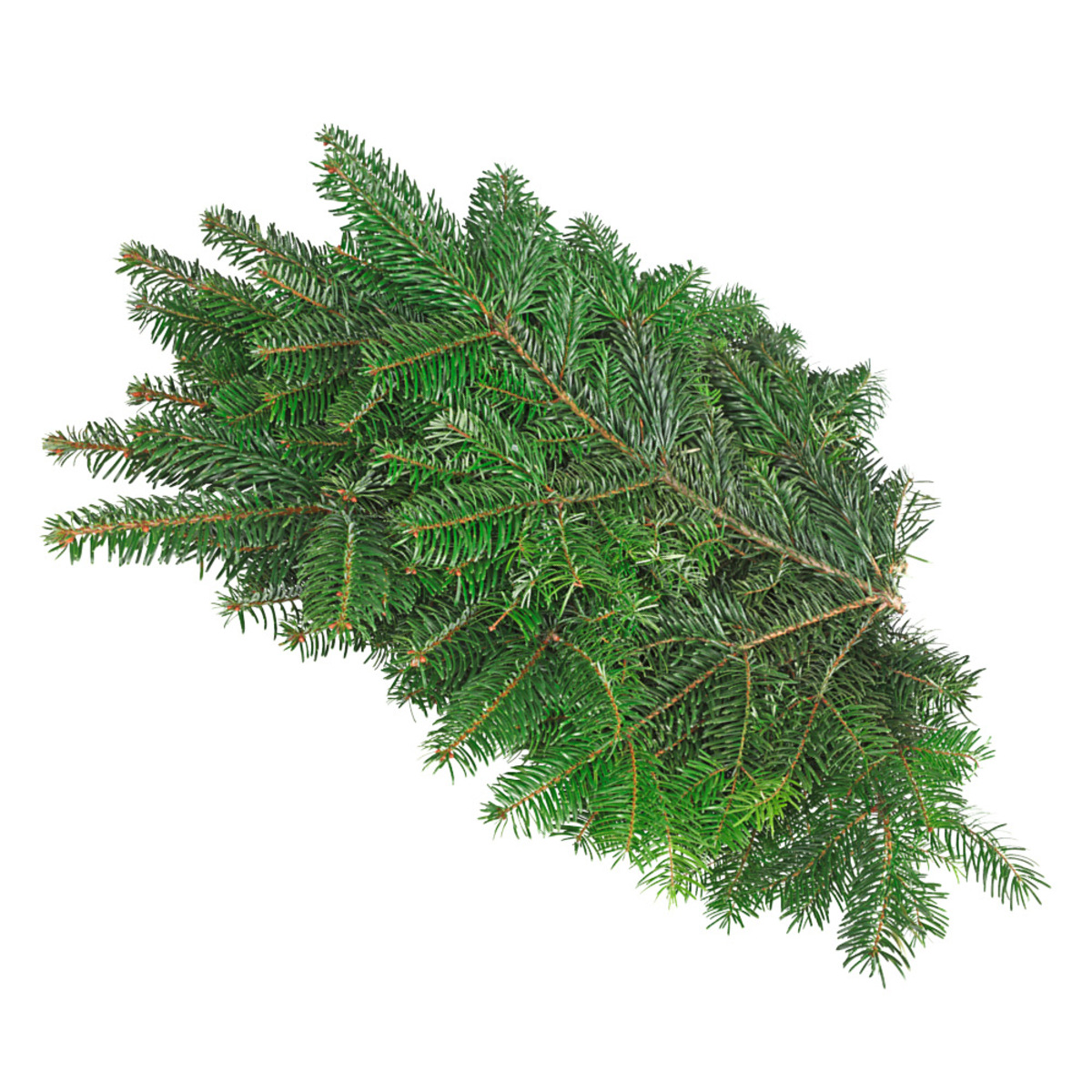 Bild 1 von Nordmanntanne Bund Frisch aus einer norddeutschen Schonung!