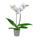 Bild 2 von GARDENLINE  Phalaenopsis