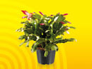 Bild 1 von Schlumbergera Duo, 
         Topf